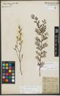 Foto von Salix repens subsp. repens L.